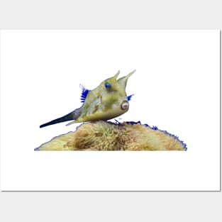 Devil fish underwater world / Swiss Artwork Photography Posters and Art